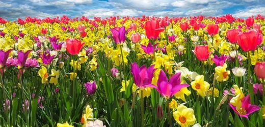Kwiaty wiosenne – oaza kolorów i świeżości