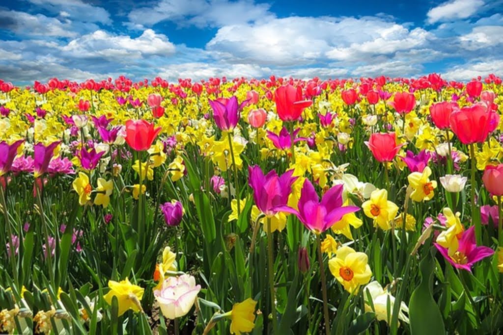 Kwiaty wiosenne – oaza kolorów i świeżości