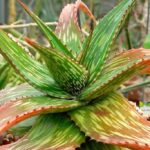 Aloes – właściwości lecznicze i pielęgnacja domowa