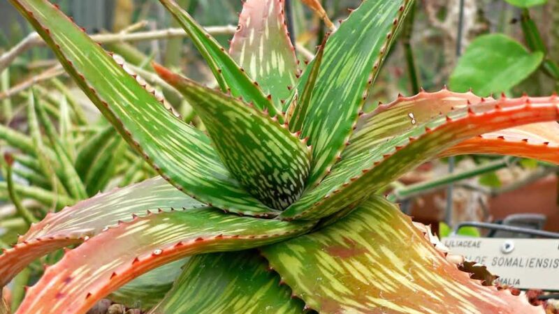 Aloes – właściwości lecznicze i pielęgnacja domowa