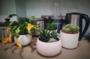 rośliny poprawiające jakość powietrza w twoim domu
