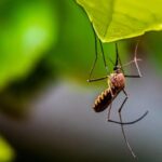 Skuteczne metody zwalczania owadów i insektów