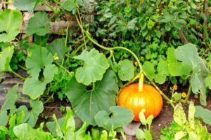 dlaczego dynia gnije na krzaku